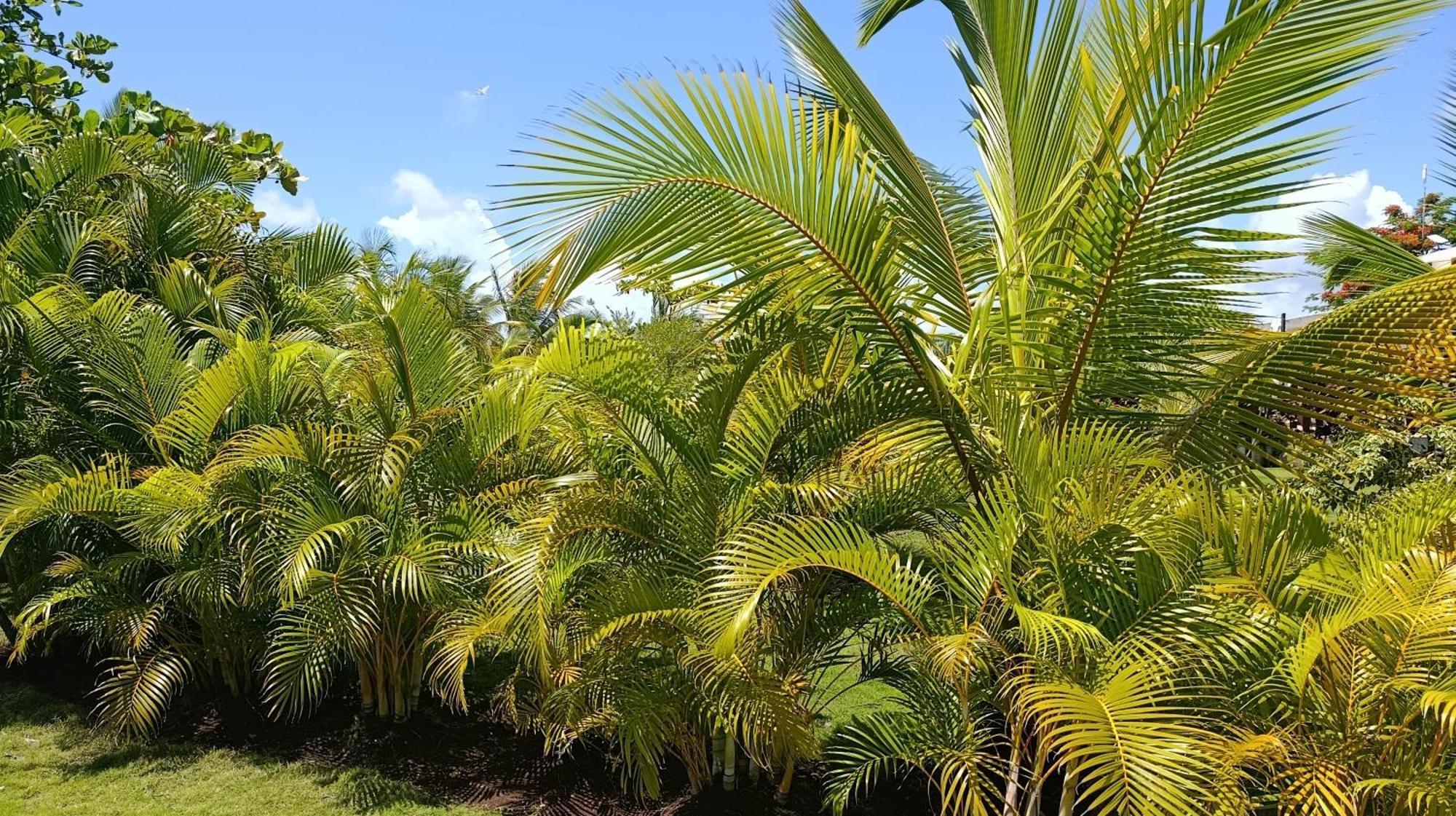 Eco & Macao Bavaro Lodge