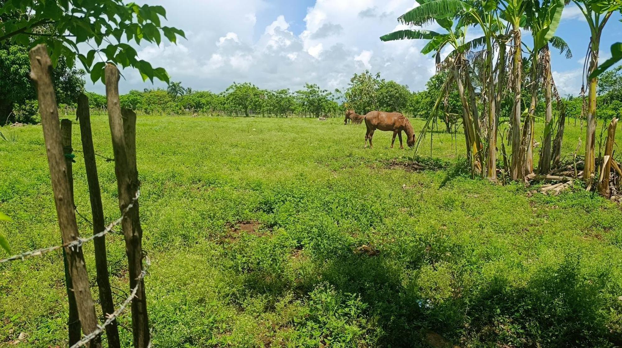 Eco & Macao Bavaro Lodge